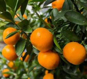 PETITGRAIN LEMON OIL